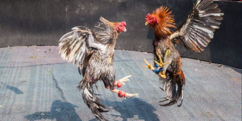 Đá Gà Cựa Sắt